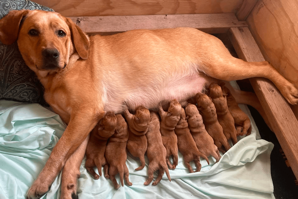 Top 8 Best Labrador Retriever Breeders in New Jersey (NJ)