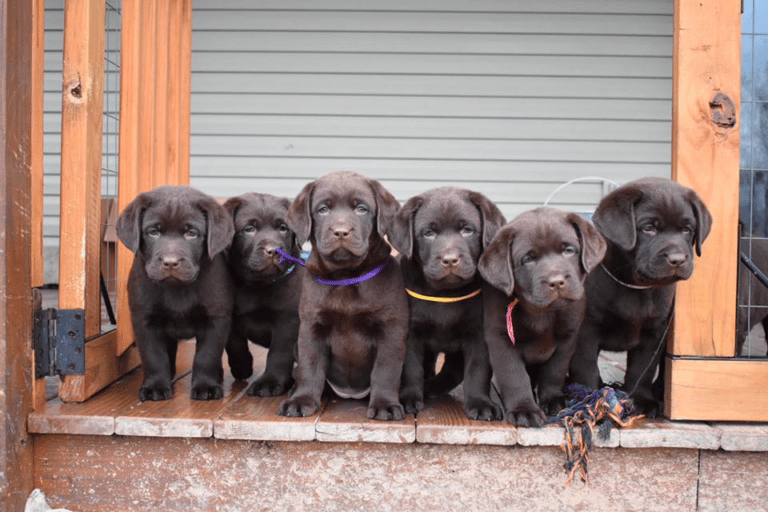 Top 14 Best Labrador Retriever Breeders in Pennsylvania (PA)