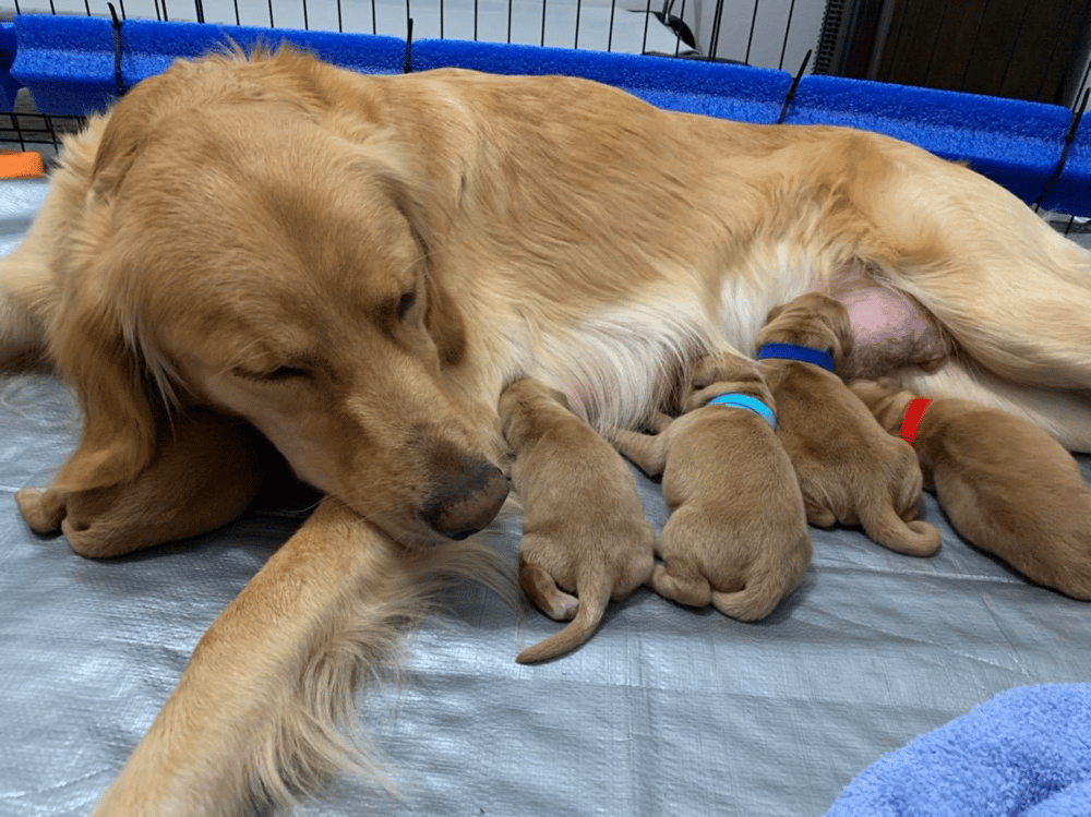 Top 11 Best Golden Retriever Breeders In Kansas (KS)