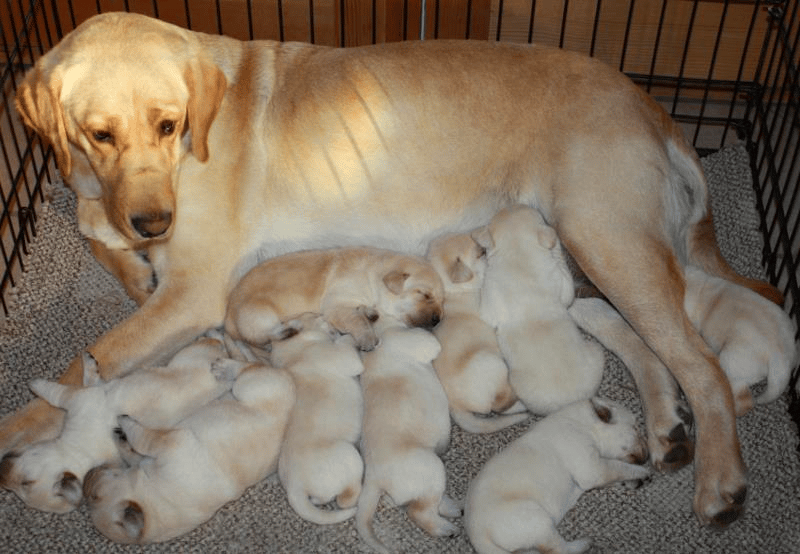 Top 14 Best Labrador Retriever Breeders in Pennsylvania (PA)
