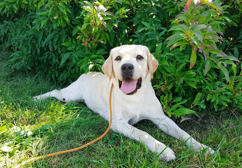 Top 14 Best Labrador Retriever Breeders in Pennsylvania (PA)