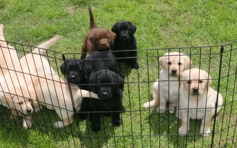 Top 14 Best Labrador Retriever Breeders in Pennsylvania (PA)