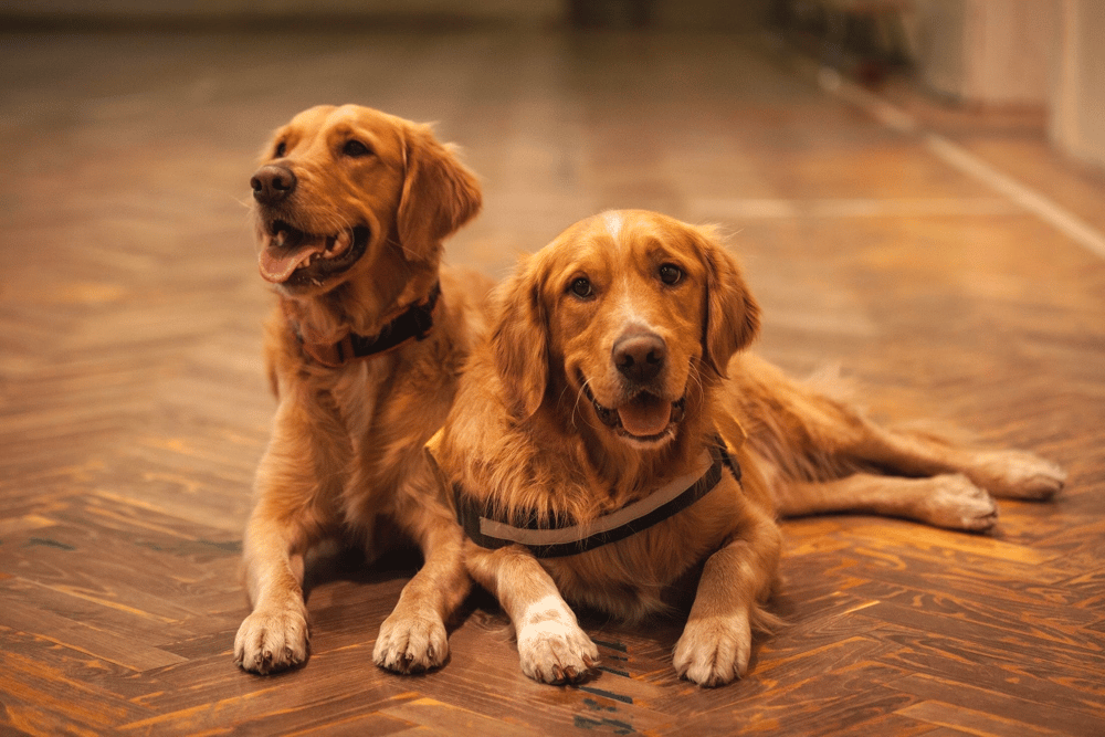 Best Golden Retriever Rescues In North Carolina (NC)