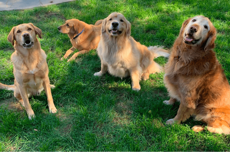 Best Golden Retriever Rescues In Virginia (VA)