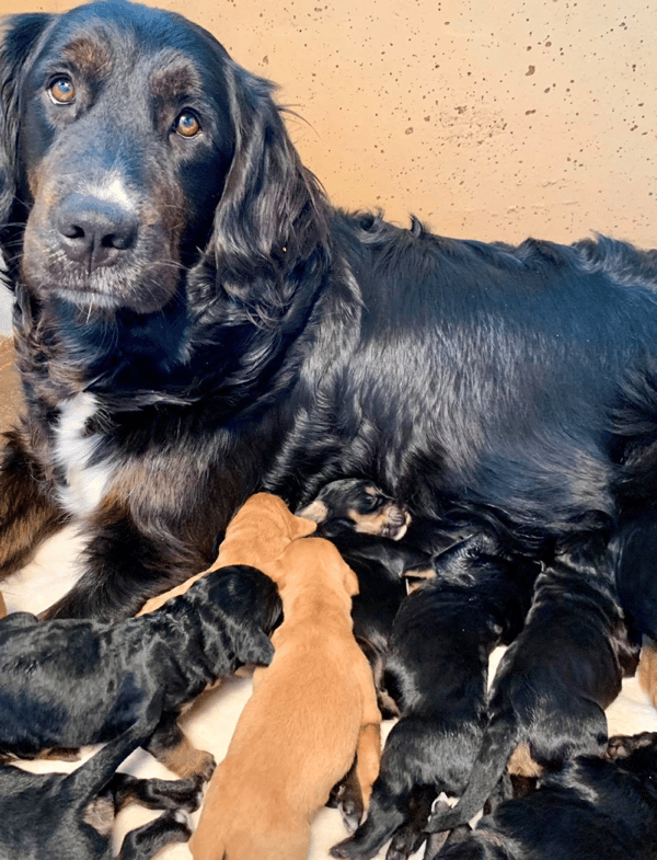 Top 11 Best Golden Retriever Breeders In Kansas (KS)