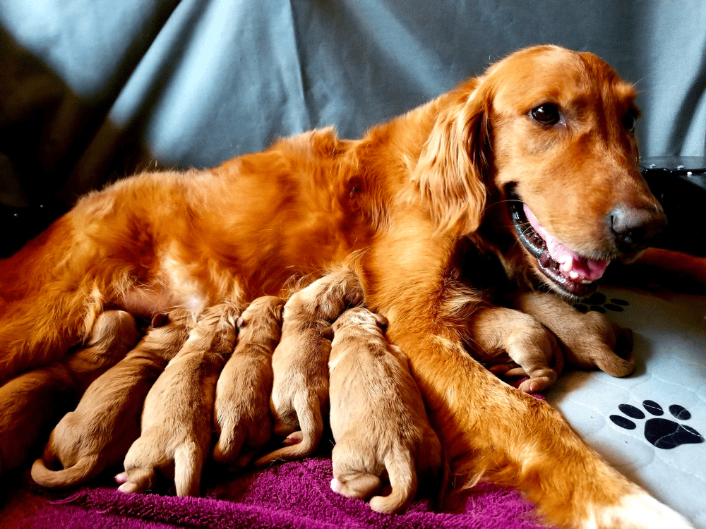 Top 21 Reputable Field Golden Retriever Breeders in The USA