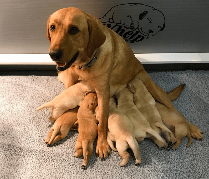 Top 14 Best Labrador Retriever Breeders in Pennsylvania (PA)