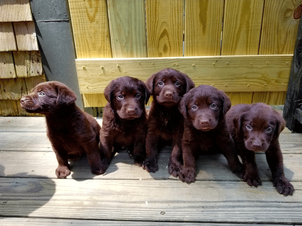 Top 10 Best Labrador Retriever Breeders in Massachusetts (MA)