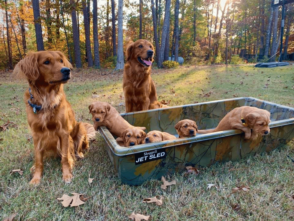 Top 21 Reputable Field Golden Retriever Breeders in The USA