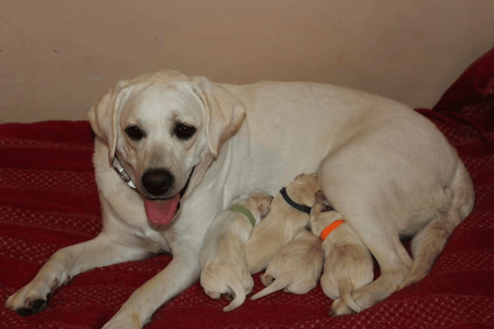 Top 10 Best Labrador Retriever Breeders in Massachusetts (MA)