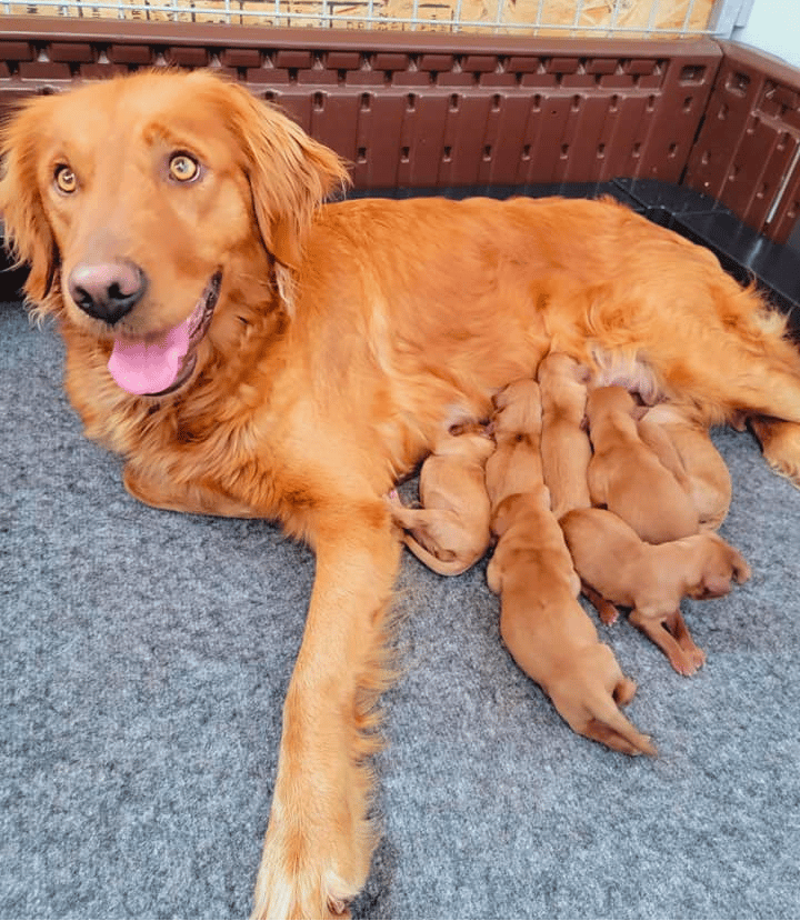 Top 21 Reputable Field Golden Retriever Breeders in The USA