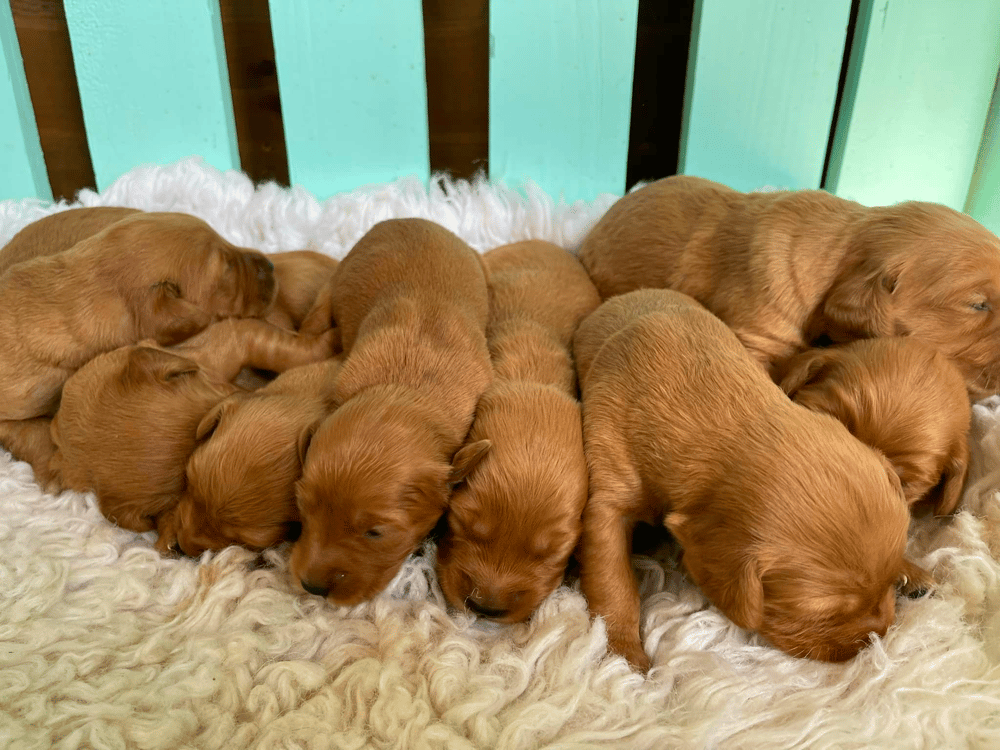 Top 6 Best Golden Retriever Breeders in Mississippi (MS)