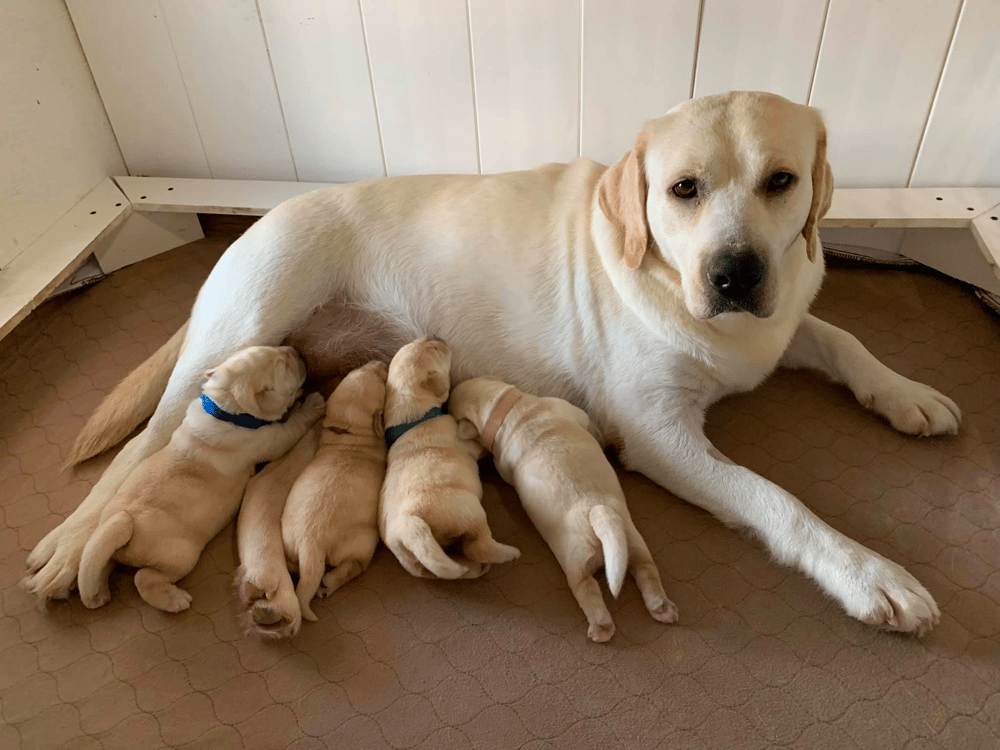 Top 10 Best Labrador Retriever Breeders in Illinois (IL)