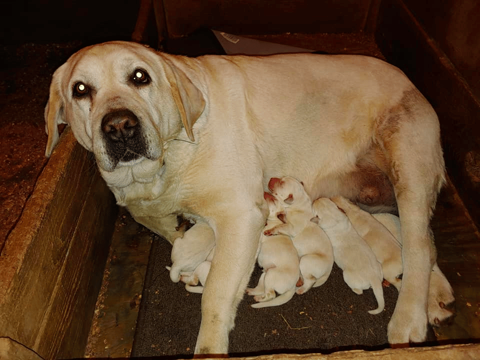 Top 9 Best Labrador Retriever Breeders in Indiana (IN)