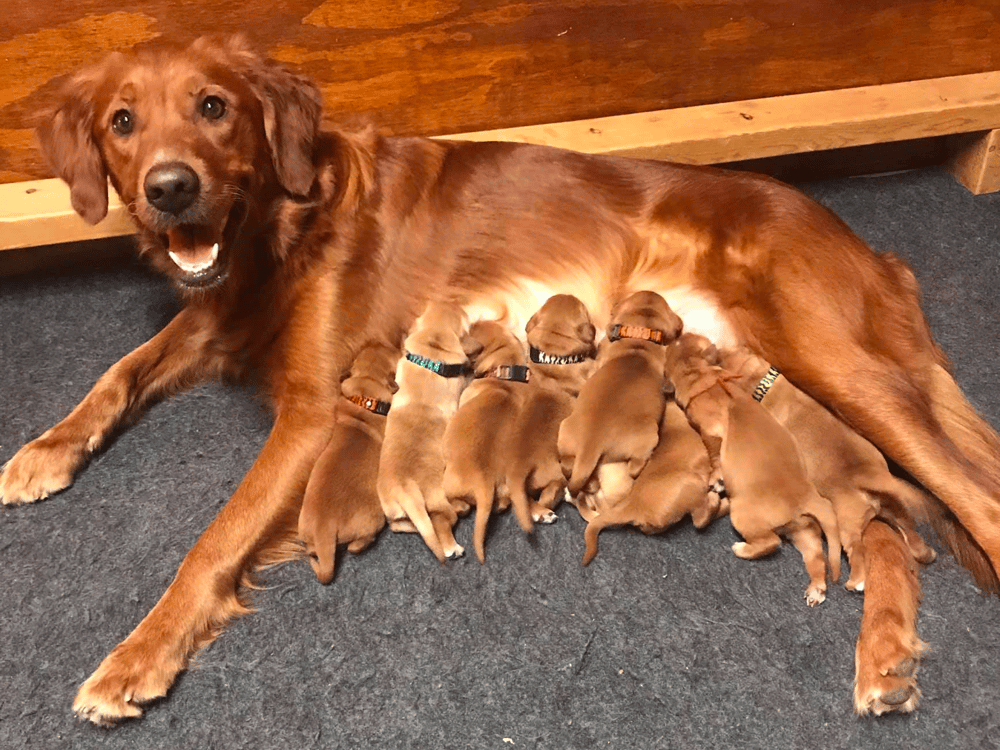 Top 11 Best Golden Retriever Breeders In Kansas (KS)