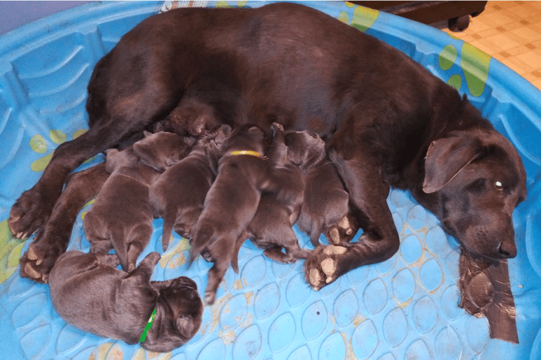 Top 10 Best Labrador Retriever Breeders in North Carolina (NC)