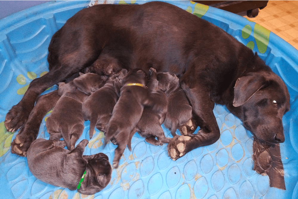 Top 10 Best Labrador Retriever Breeders in North Carolina (NC)