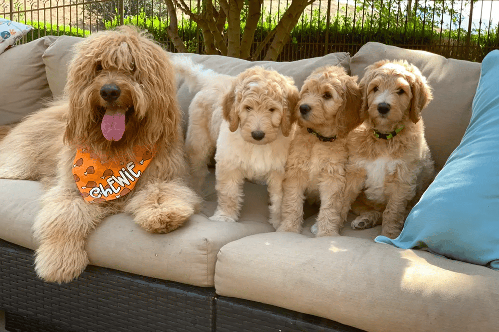Top 11 Best Goldendoodle Breeders in California (CA)