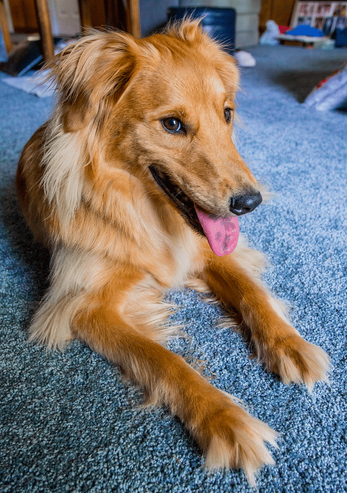Golden Retriever Border Collie Mix A Loving, Energetic Companion
