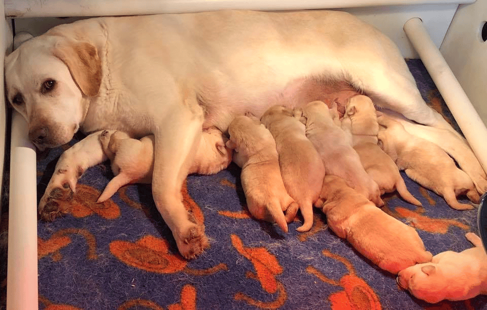 Top 10 Best Labrador Retriever Breeders in New York (NY)