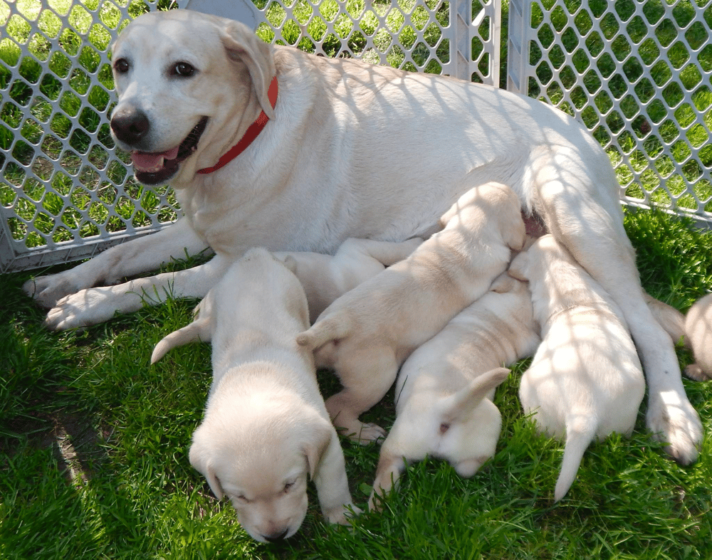 Top 10 Best Labrador Retriever Breeders in Virginia (VA)