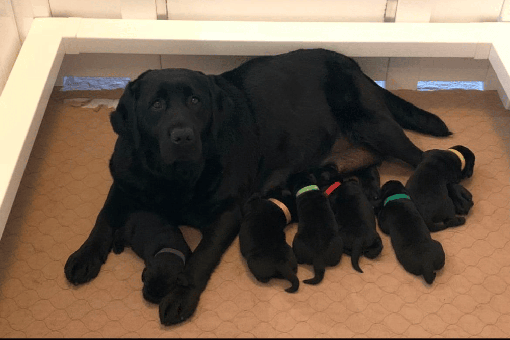 Top 10 Best Labrador Retriever Breeders in North Carolina (NC)