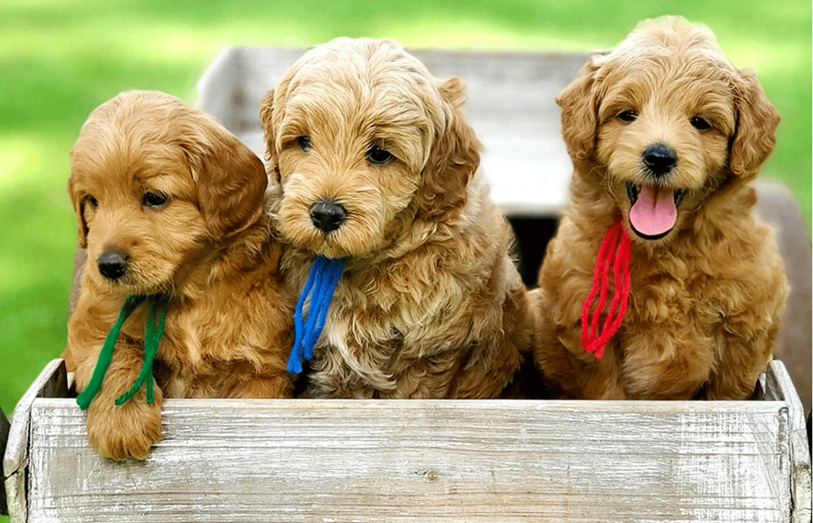 Top 15 Best Goldendoodle Breeders in Texas (TX)