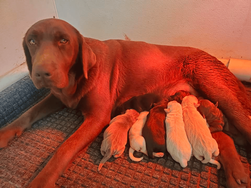 Top 10 Best Labrador Retriever Breeders in North Carolina (NC)