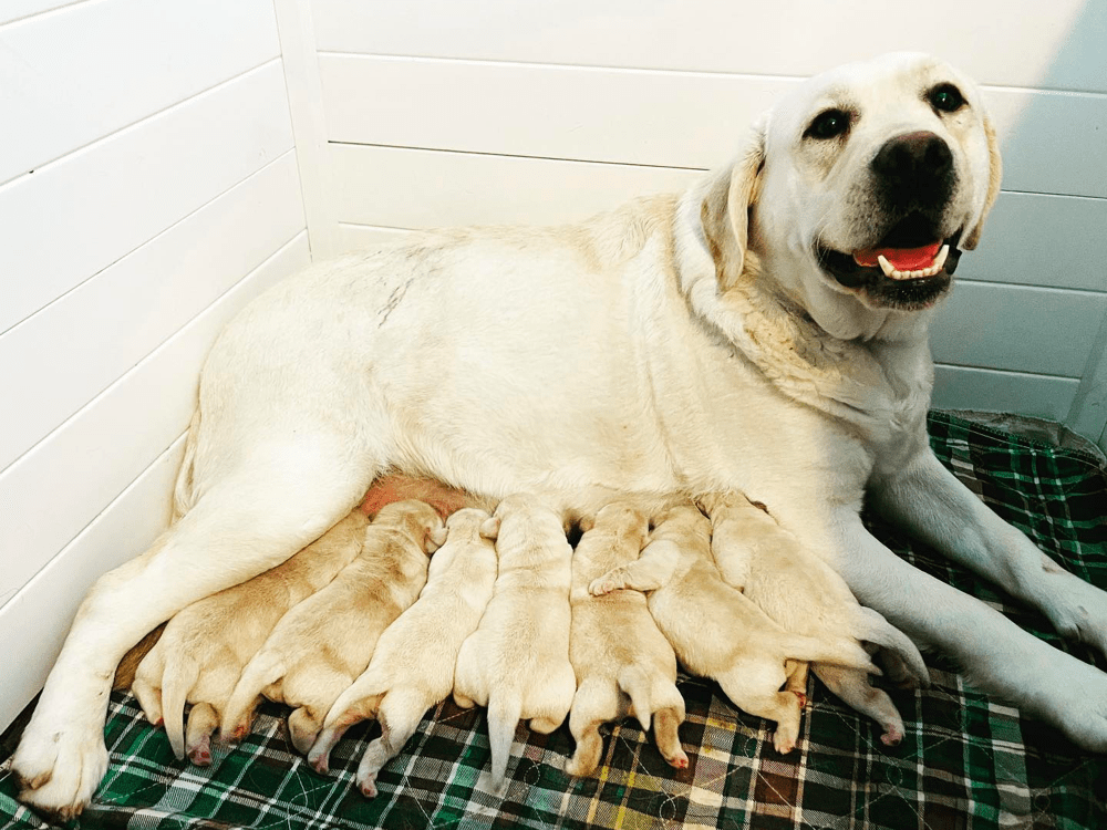 Top 8 Best Labrador Retriever Breeders in Connecticut (CT)