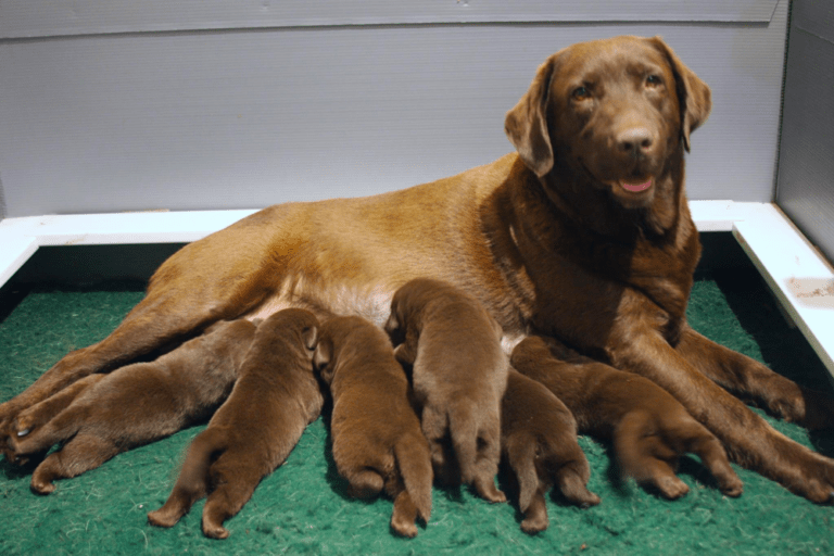Top 8 Best Labrador Retriever Breeders in Connecticut (CT)