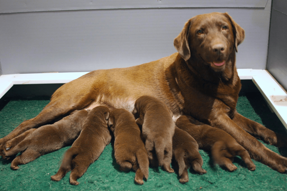 Top 8 Best Labrador Retriever Breeders in Connecticut (CT)