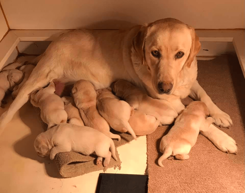 Top 10 Best Labrador Retriever Breeders in Iowa (IA)