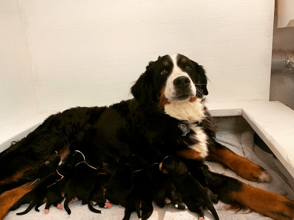 Top 8 Best Bernese Mountain Dog Breeders in Colorado (CO)