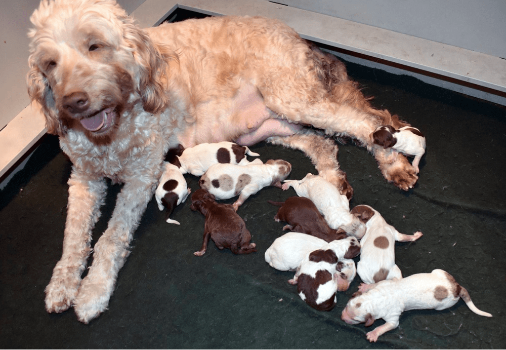 Top 10 Best Goldendoodle Breeders In Minnesota (MN)