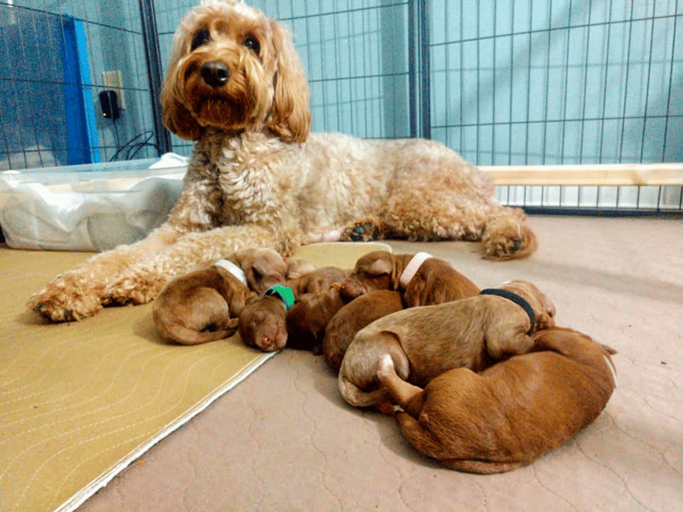 Top 10 Best Goldendoodle Breeders in Indiana (IN)