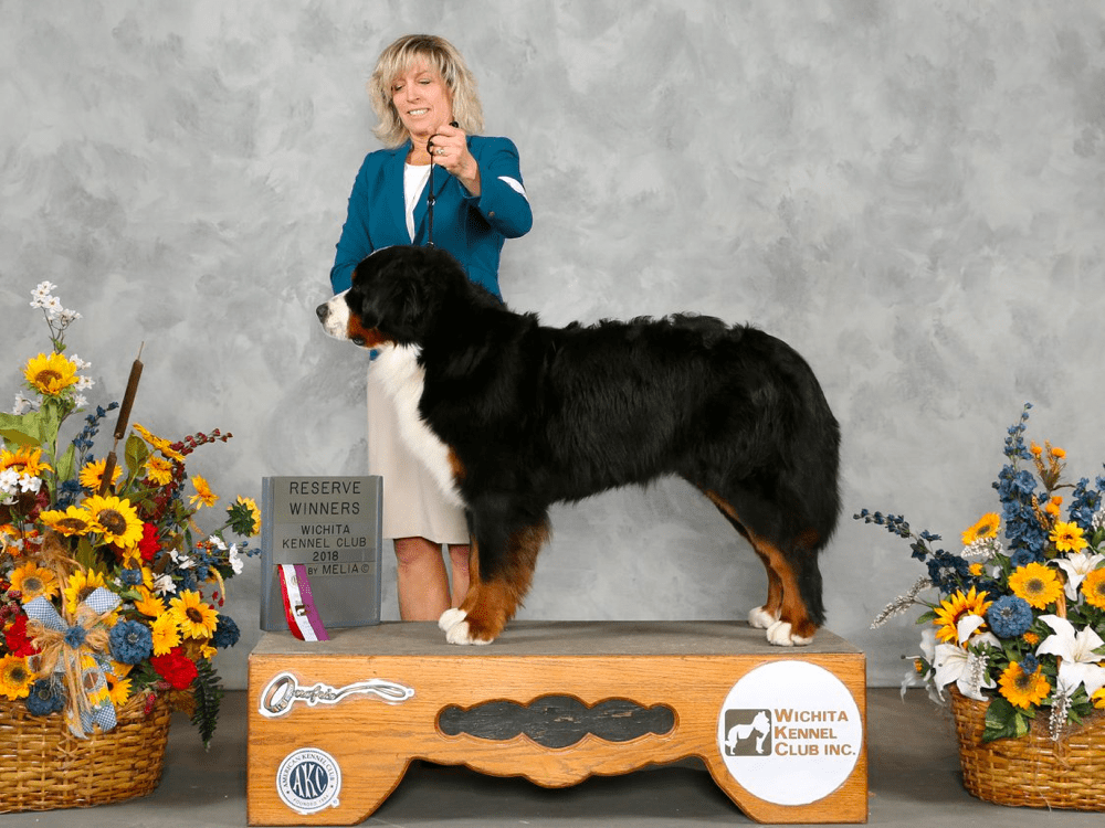 Top 8 Best Bernese Mountain Dog Breeders in Colorado (CO)