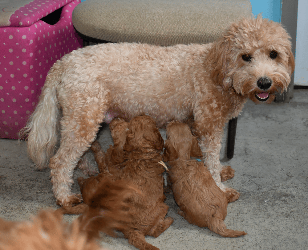 Top 10 Best Goldendoodle Breeders in Indiana (IN)
