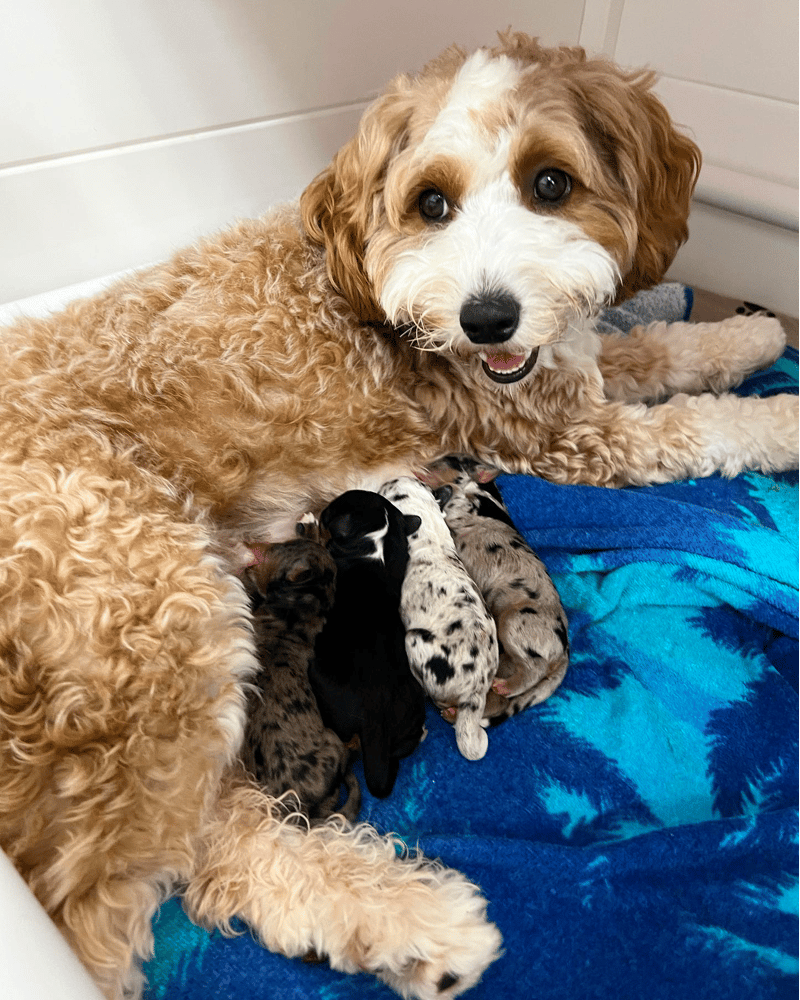 Top 17 Best Goldendoodle Breeders in (GA)