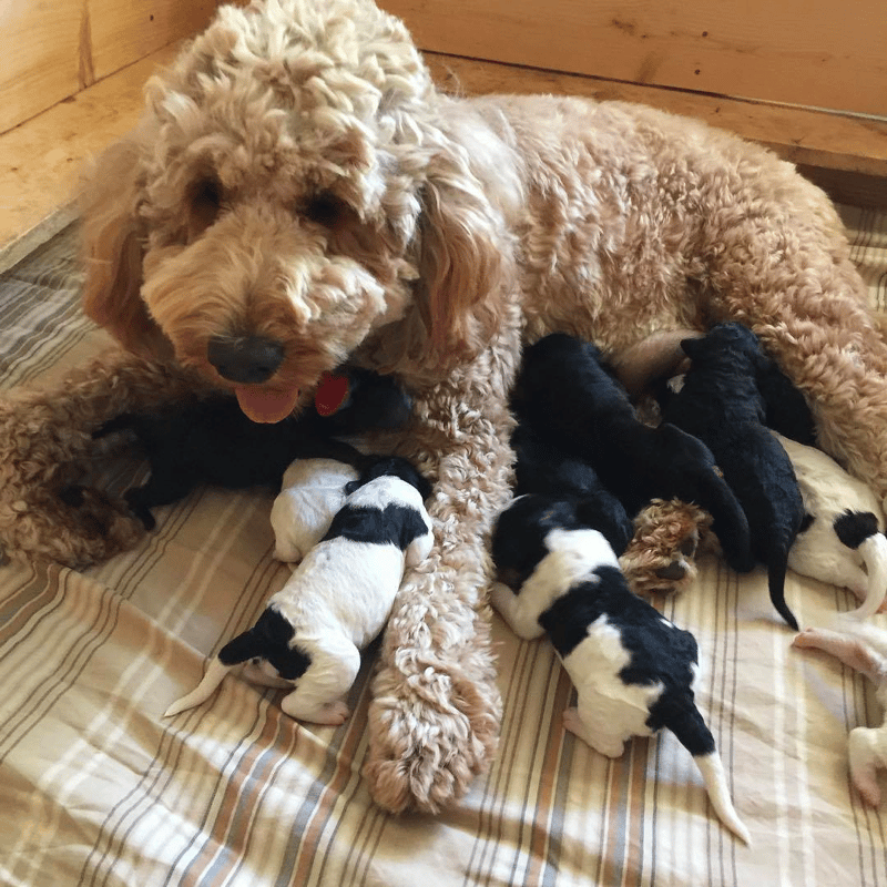 Top 10 Best Goldendoodle Breeders in Washington (WA)