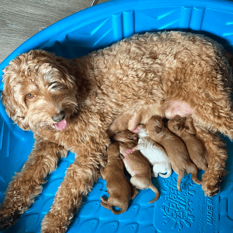 Top 10 Best Goldendoodle Breeders in Washington (WA)