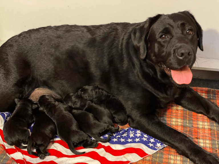 Top 8 Best Labrador Retriever Breeders in Connecticut (CT)