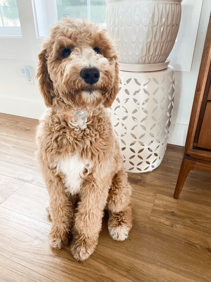 Top 10 Best Goldendoodle Breeders in Washington (WA)