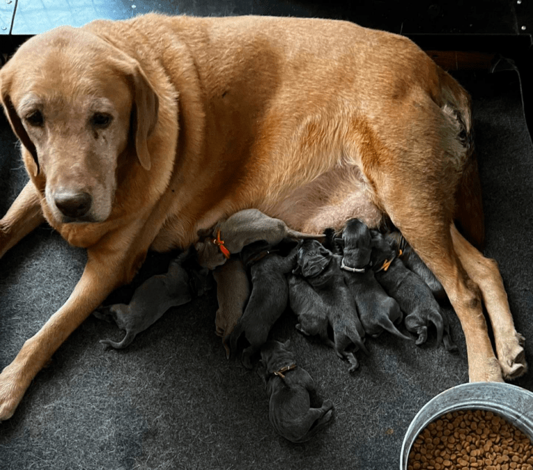Top 9 Best Labrador Retriever Breeders in Arizona (AZ)