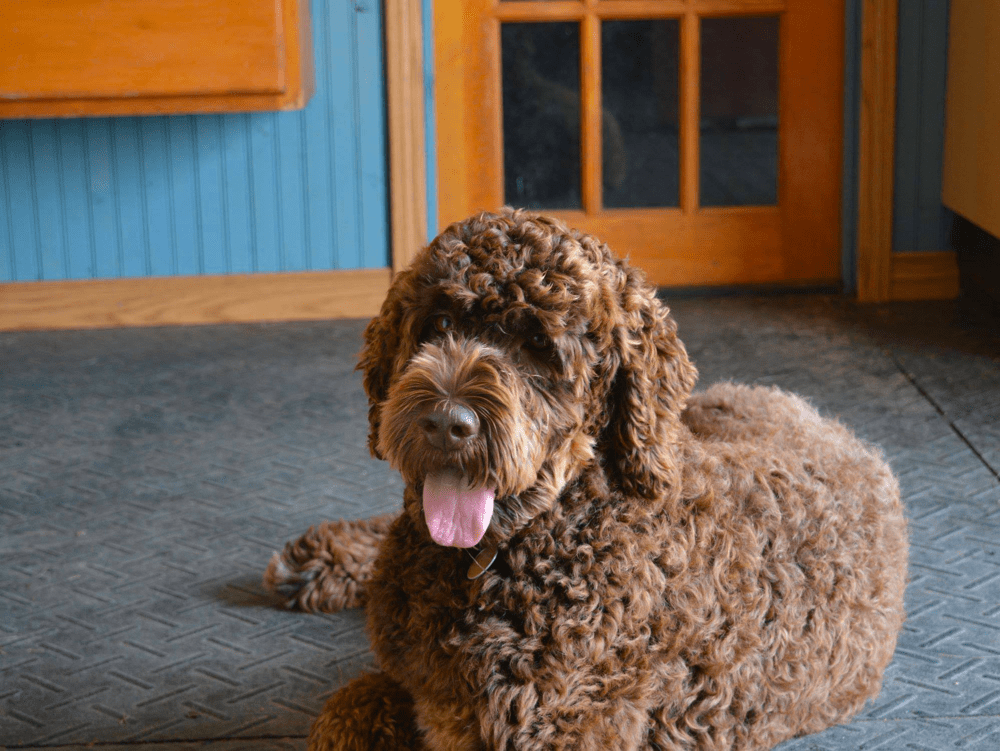 Chocolate Goldendoodles The Comprehensive Guide in 2022