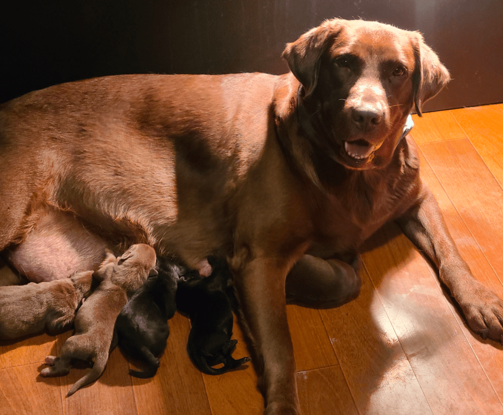 Top 10 Best Labrador Retriever Breeders in Oregon (OR)