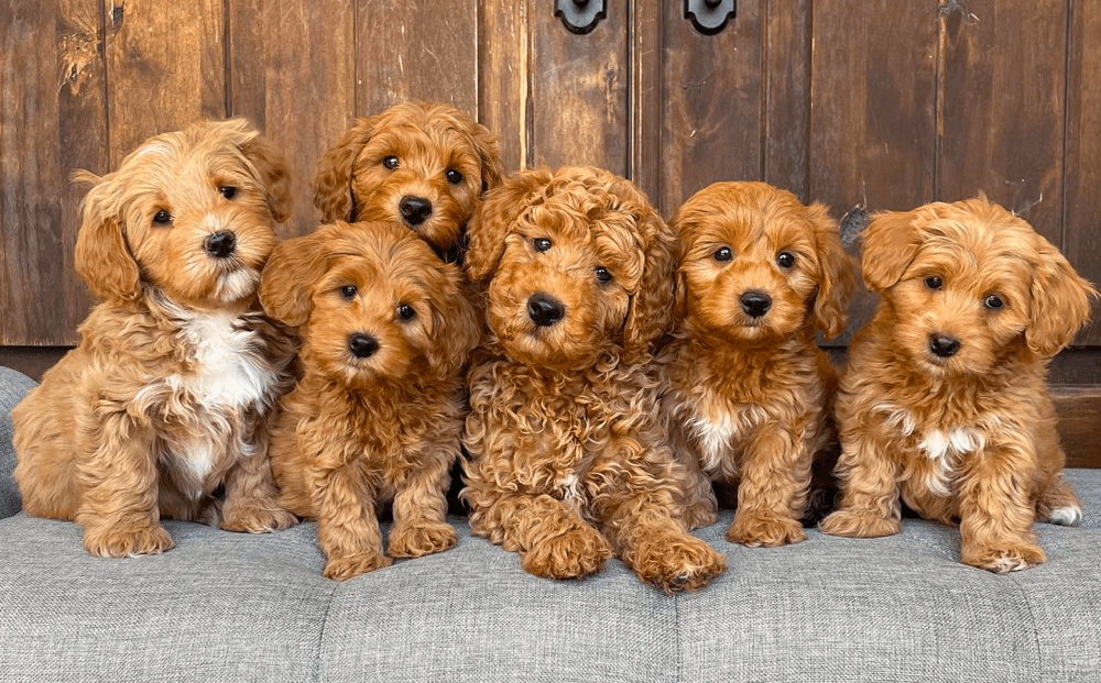 Top 11 Best Goldendoodle Breeders in Utah (UT)