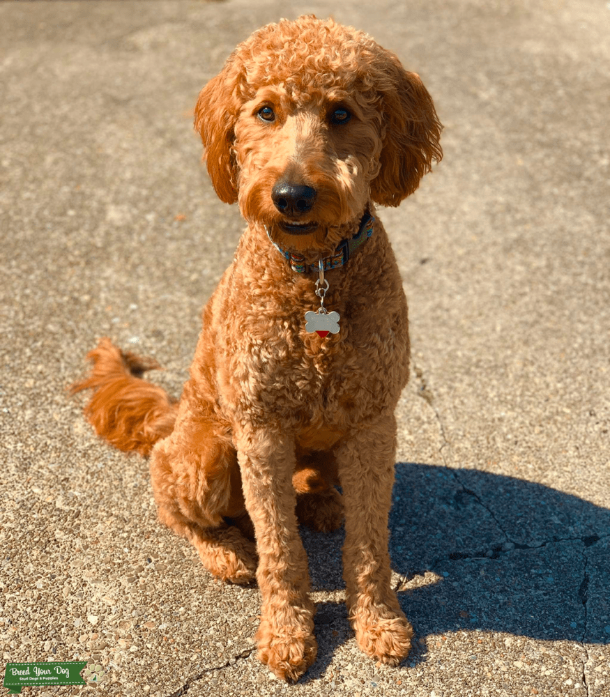 F1B Goldendoodle Fluffy, Fun, and Companionable Dog