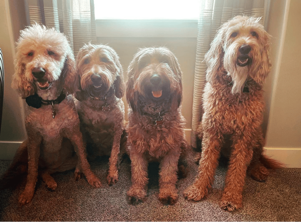 Top 11 Best Goldendoodle Breeders in Utah (UT)