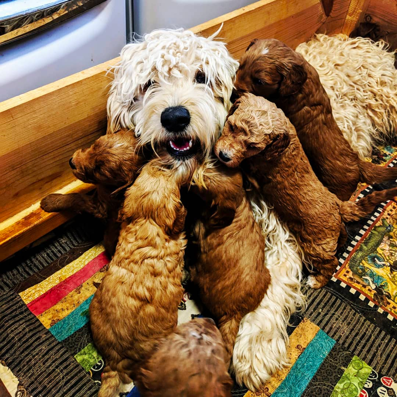 Top 11 Best Goldendoodle Breeders in Utah (UT)