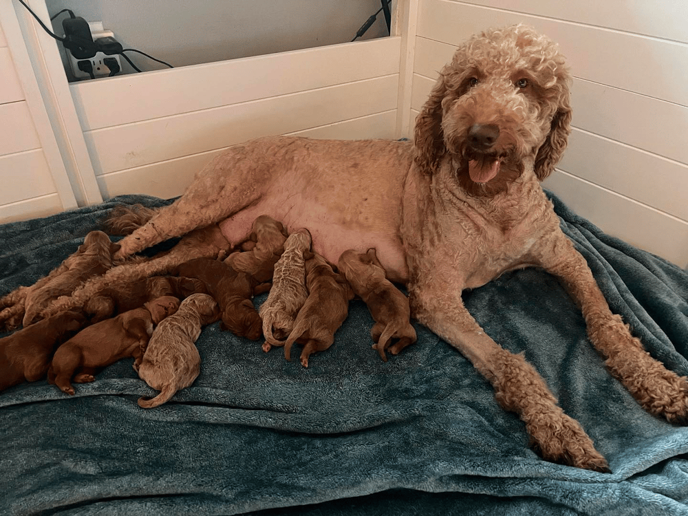 Top 9 Best Goldendoodle Breeders in Oregon (OR)